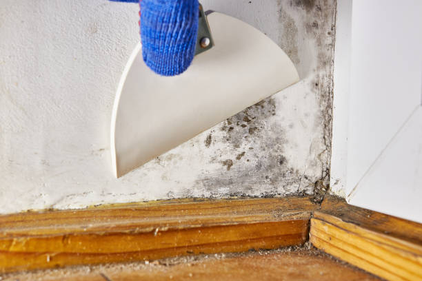 Best Commercial Mold Inspection  in Grandville, MI