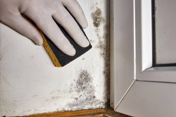 Best Mold-Related Health Consultation  in Grandville, MI