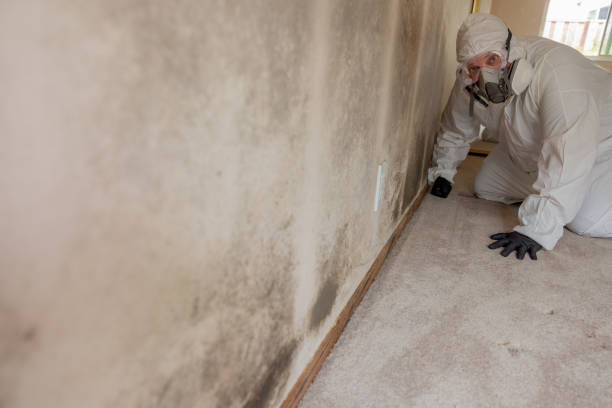 Mold Odor Removal Services